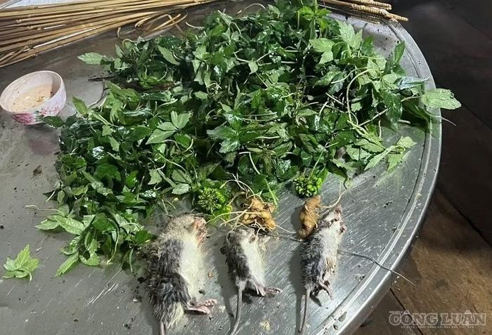 Có khoảng hơn 8.500 cây sâm ở 2 xã Măng Ri và Tu Mơ Rông bị chuột cắn phá, gây thiệt hại nhiều tỉ đồng