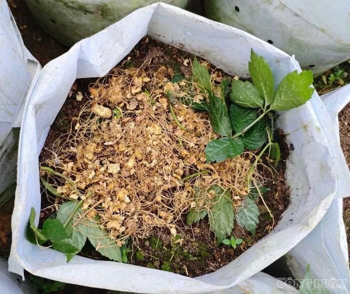 Từng luống sâm bị chuột phá nát