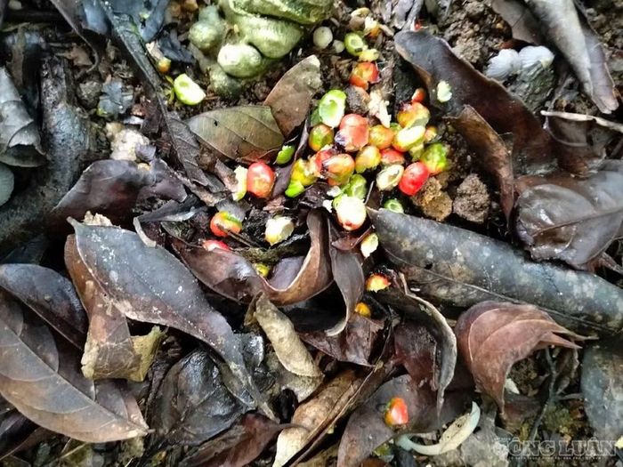 Ngoài củ, chuột còn cắn phá hạt sâm gây thiệt hại kép
