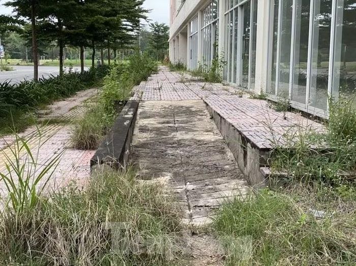 Cỏ mọc um tùm ở Khu tái định cư Bình Khánh.