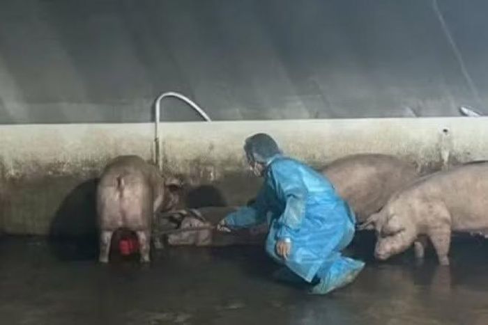 Lực lượng Thú y Đồng Nai lấy mẫu tại điểm trung chuyển thuộc phường Trị An.