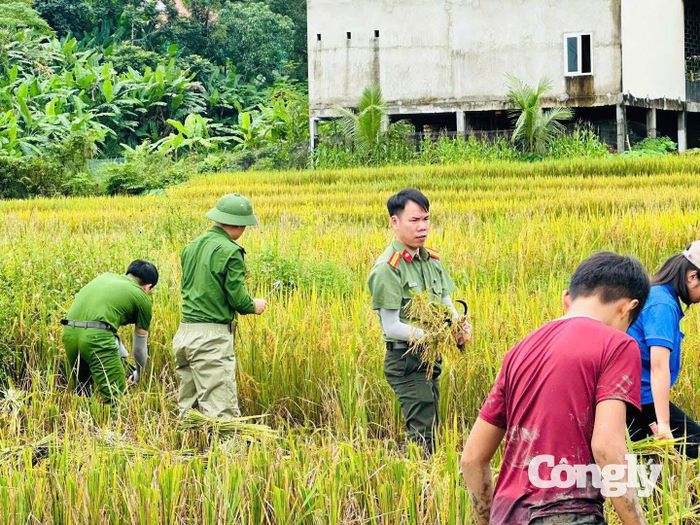Sự có mặt kịp thời của các lực lượng giúp bà con đẩy nhanh tiến độ thu hoạch lúa trước mưa bão.