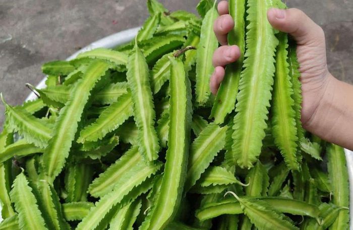 Loại quả có nhiều tác dụng tốt cho sức khỏe. Ảnh: H. Nhung.