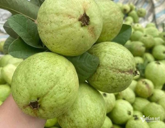Ổi có nhiều tác dụng tốt cho sức khỏe.