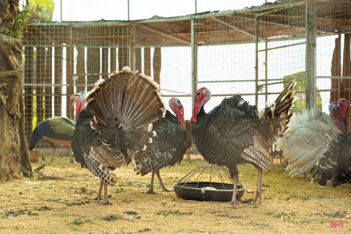 Khoảng 15 loài động vật đang được nuôi dưỡng tại đây, trong đó có công Ấn Độ, gà lôi trắng, gà tây xám, chim trĩ đỏ, thỏ, dê, cừu... Các loài vật được đưa về nuôi dưỡng đều đảm bảo đầy đủ giấy tờ, quy định theo yêu cầu.
