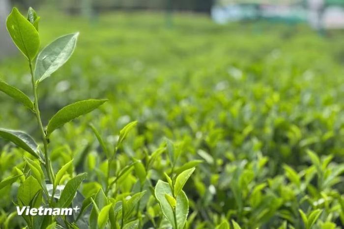Những đồi chè ở Thái Nguyên không chỉ là vùng nguyên liệu mà đang dần trở thành những điểm đến. (Nguồn: Vietnam+)