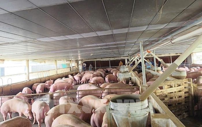 Trại nuôi lợn nhiễm chất cấm ở xã Tân An (Đồng Nai). Ảnh: Công Phong - TTXVN