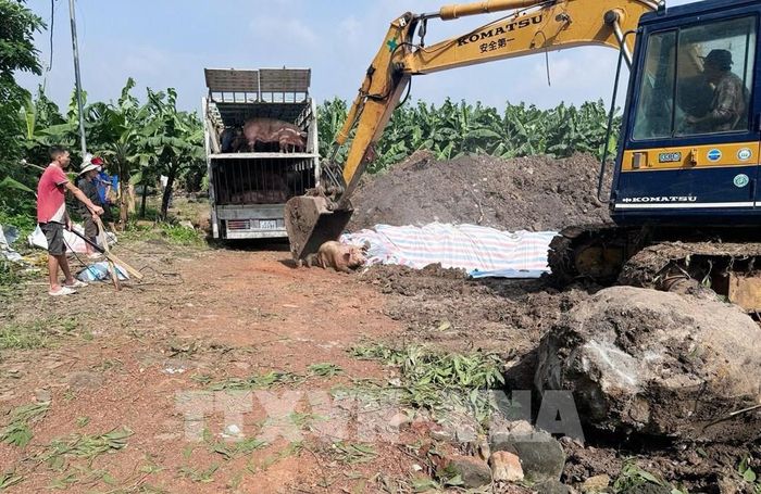 Tiêu hủy lợn nhiễm chất cấm ở xã Tân An, thành phố Đồng Nai. Ảnh: Công Phong - TTXVN