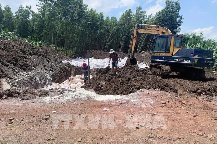 Tiêu hủy lợn nhiễm chất cấm ở xã Tân An, thành phố Đồng Nai. Ảnh: Công Phong - TTXVN