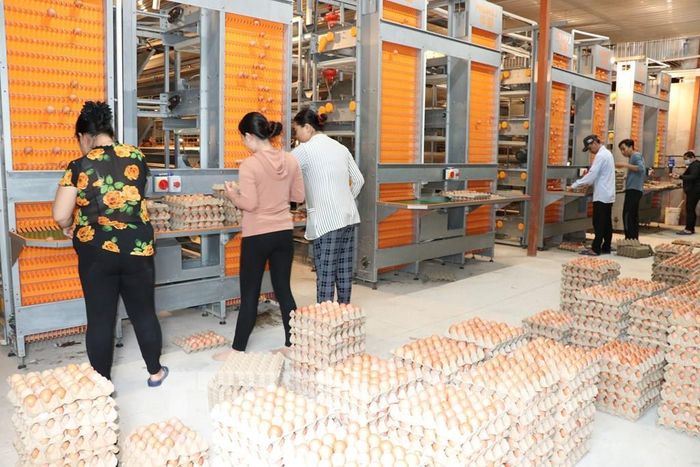 Mô hình nuôi gà đẻ trứng với hệ thống máy móc hiện đại của Công ty TNHH Chăn nuôi Công nghệ cao 168, xã Tam Ngãi, tỉnh Vĩnh Long. Ảnh: Thanh Hòa - TTXVN