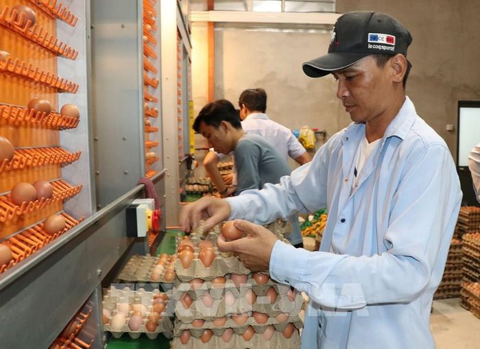 Mô hình nuôi gà đẻ trứng của Công ty TNHH Chăn nuôi Công nghệ cao 168 tại xã Tam Ngãi, tỉnh Vĩnh Long. Ảnh: Thanh Hòa - TTXVN