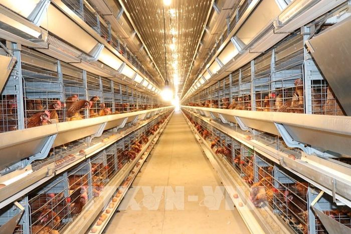Mô hình nuôi gà đẻ trứng với hệ thống máy móc hiện đại của Công ty TNHH Chăn nuôi Công nghệ cao 168, xã Tam Ngãi, tỉnh Vĩnh Long. Ảnh: Thanh Hòa - TTXVN