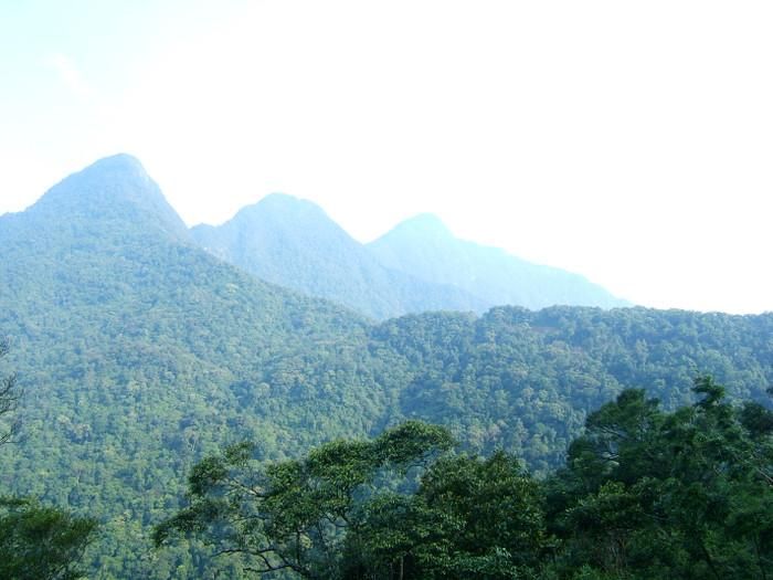 Khung cảnh rừng núi ngút ngàn. Ảnh: Sưu tầm