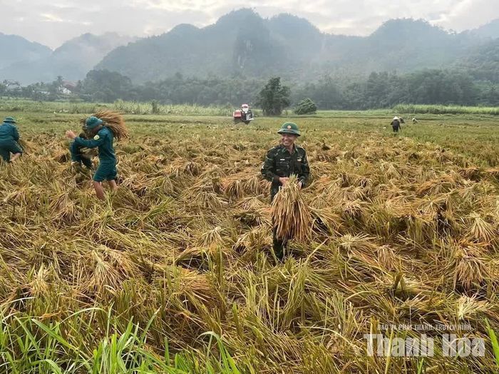 Dự kiến các lực lượng sẽ ra quân trong 5 ngày hỗ trợ nhân dân thu hoạch xong toàn bộ diện tích lúa ngập úng