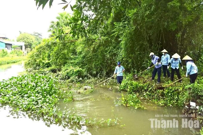 Lực lượng công nhân môi trường thu dọn bèo tây tại sông nhà Lê.