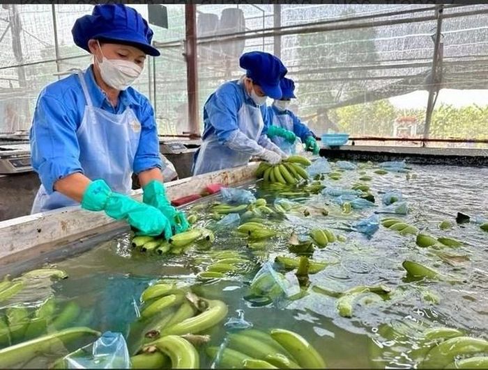  Nông sản Việt được nhiều quốc gia ưa chuộng. Ảnh: Báo Thanh niên. 
