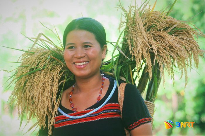 Nhánh lúa rẫy đầu tiên được người Cơ Tu đặt vào gùi, mang về nhà làm lễ dâng cúng thần linh.