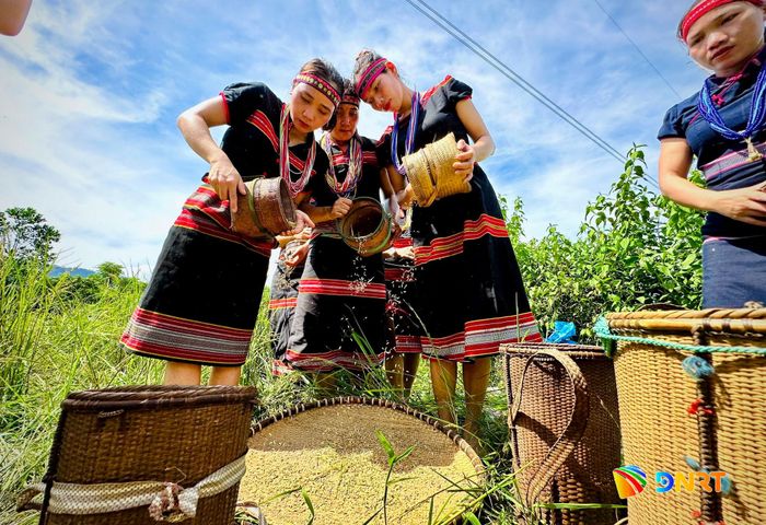 Phụ nữ Bh’noong mang gùi lên rẫy để đựng thóc trong mùa thu hoạch lúa.