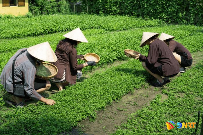 Du khách tự tay hái thảo dược để làm tinh dầu và túi thơm khô tại Caman Village Đà Nẵng. Ảnh: Y. H