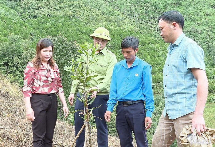 Lãnh đạo xã Quài Tở kiểm tra diện tích trồng mắc ca của người dân.