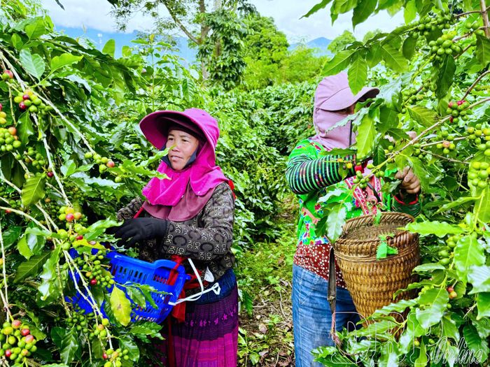Cà phê Mường Ảng đang bước vào vụ thu hoạch.