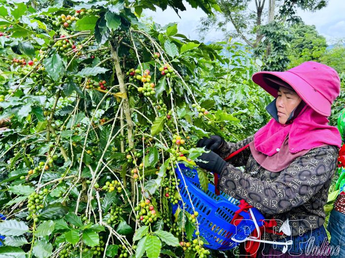 Người dân Mường Ảng thu hái cà phê.