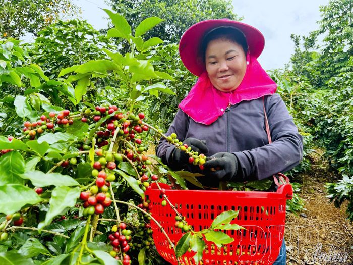 Giá cà phê ổn định, người dân Mường Ảng phấn khởi.