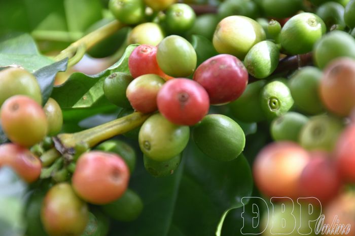 Chất lượng cà phê Mường Ảng đang dần khẳng định giá trị trên thị trường trong nước và quốc tế.