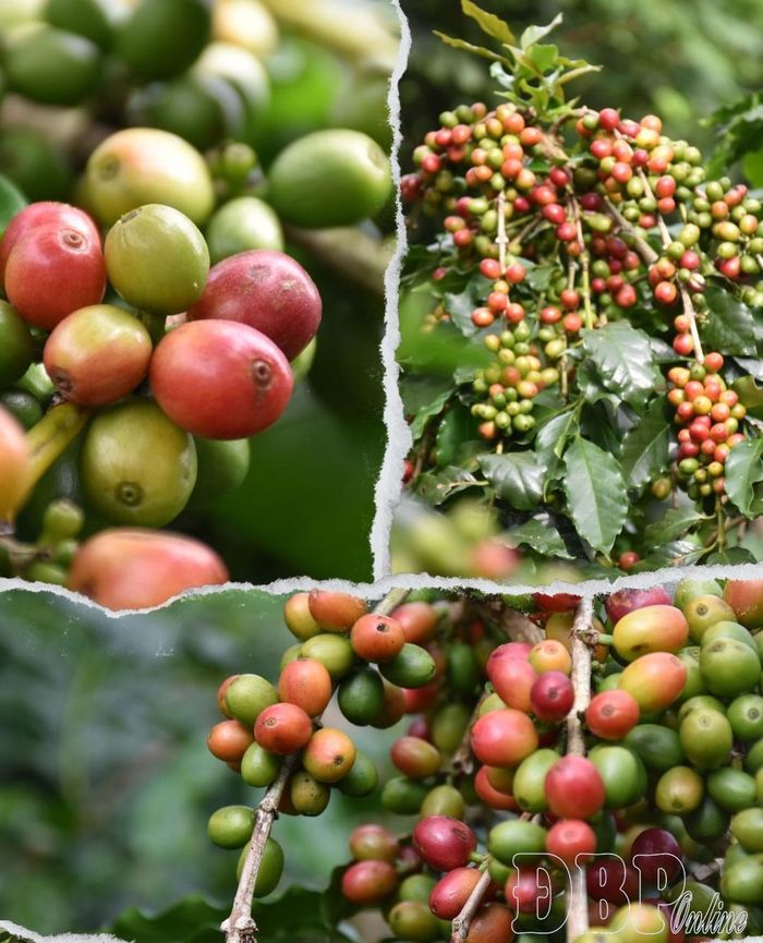 Những quả cà phê chín đỏ đầu mùa trên vùng đất Mường Ảng.
