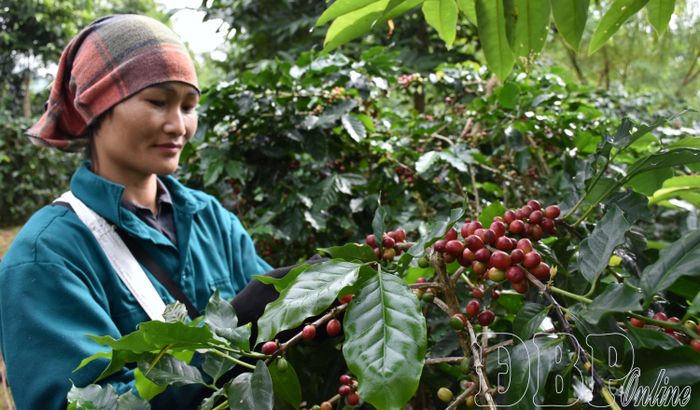 Cuối năm 2025, sản phẩm Cà phê Mường Ảng được cấp Giấy chứng nhận chỉ dẫn địa lý giúp nâng giá trị sản phẩm, người dân yên tâm gắn bó với cây cà phê.