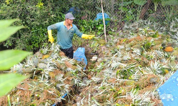 Sản xuất nông nghiệp của xã Tân Phước 1 tiếp tục ổn định sau 1 năm vận hành chính quyền địa phương 2 cấp.