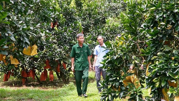 Những người lính năm xưa tiếp tục tham gia phát triển kinh tế, giảm nghèo, xây dựng quê hương.