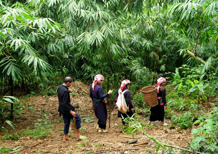 Từ sáng sớm, những con đường dẫn vào khu vực trồng măng ở thôn Văn Tiến đã rộn ràng bước chân người dân. Dao, gùi được chuẩn bị sẵn, bà con tranh thủ vào rừng thu hái những búp măng vừa nhú.