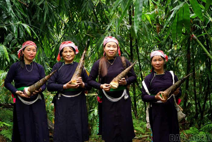 Măng bói đang góp phần mang lại nguồn thu và niềm vui cho người dân, mở ra hướng phát triển sản phẩm đặc trưng gắn với sản xuất, bảo vệ rừng và nâng cao giá trị kinh tế địa phương.