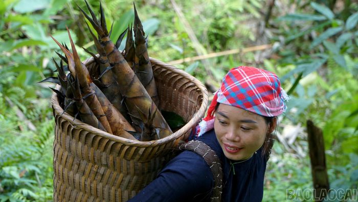 Măng sau khi thu hoạch được người dân vận chuyển về nhà để chuẩn bị đưa ra thị trường.