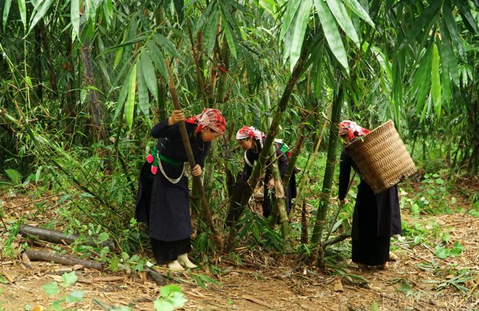 Từ diện tích nhỏ ban đầu, cây măng bói được nhiều hộ dân thôn Văn Tiến lựa chọn là cây trồng mang lại nguồn thu nhập chính và ổn định. Mỗi ha măng bói có thể cho thu nhập hơn 200 triệu đồng/năm.