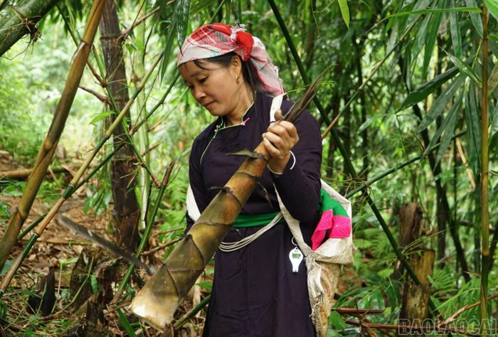 Măng bói cho thu hoạch từ tháng 2 đến tháng 10 âm lịch hằng năm, trong đó năng suất cao nhất từ tháng 5 trở đi.