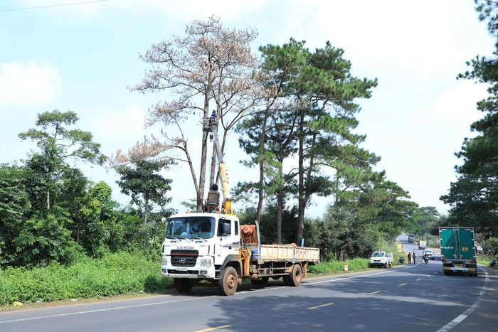 Xã Trường Xuân triển khai cưa hạ các cây thông khô dọc đường Hồ Chí Minh nhằm bảo đảm an toàn giao thông