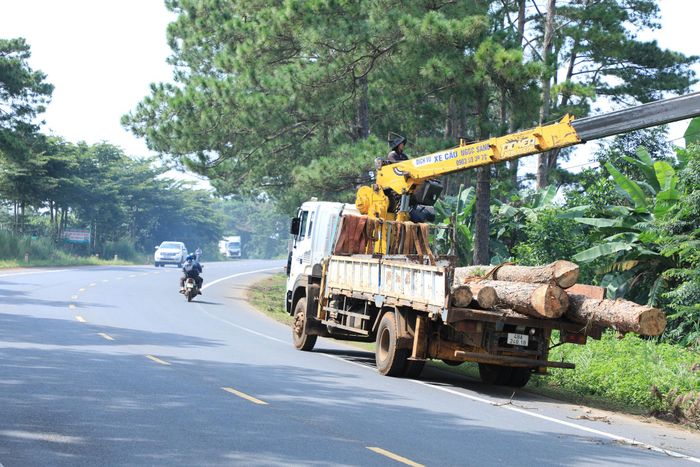 Khối lượng gỗ sau khi cưa hạ có thể sử dụng sẽ được xã Trường Xuân đưa về bãi tập kết để quản lý, thực hiện thủ tục định giá, thanh lý