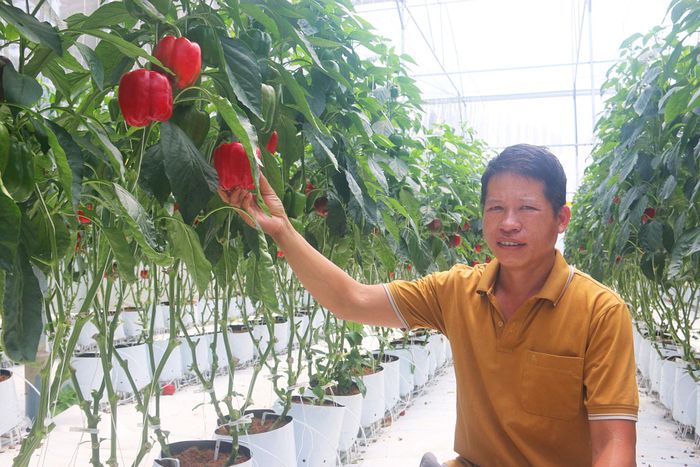 Cùng với đồng bào dân tộc bản địa, người Mường ở Đinh Trang Thượng đã mạnh dạn sản xuất nông nghiệp ứng dụng công nghệ cao