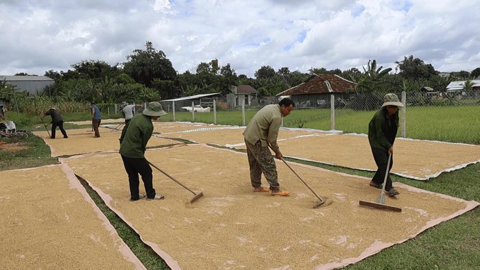 Người dân thôn 14, xã Nam Dong đoàn kết giúp đỡ nhau thu hoạch nông sản, phơi lúa