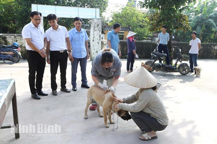 Lực lượng bác sỹ thú y, tình nguyện viên ra quân tiêm phòng vắc-xin cho đàn chó, mèo tại thôn Tân Khánh, xã Minh Tân.