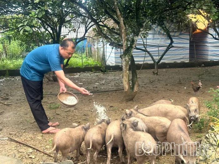 Mô hình nuôi lợn lai rừng kết hợp trồng nấm sò của hộ anh Triệu Văn Thu, thôn Quảng Thành, xã Xuân Viên, cho thu nhập hàng trăm triệu đồng mỗi năm.