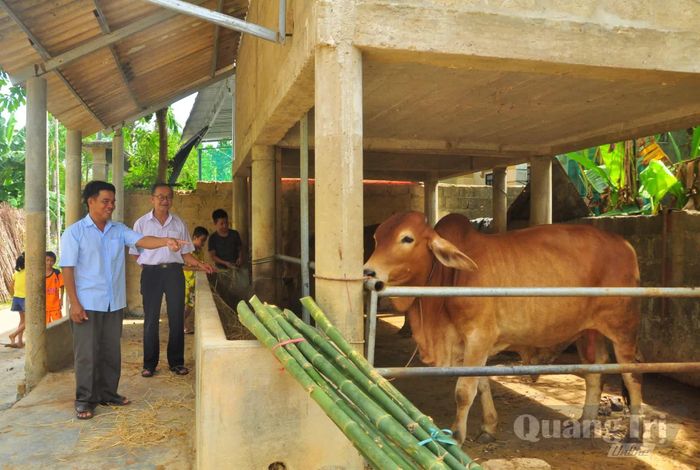 Nhờ chuồng trại được thiết kế phù hợp, nhiều gia đình ở Bắc Bình đã vơi bớt nỗi lo vào mùa mưa bão - Ảnh: Q.H