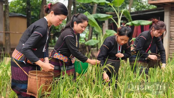 Tái hiện hoạt động tuốt lúa tại chương trình - Ảnh: L.O