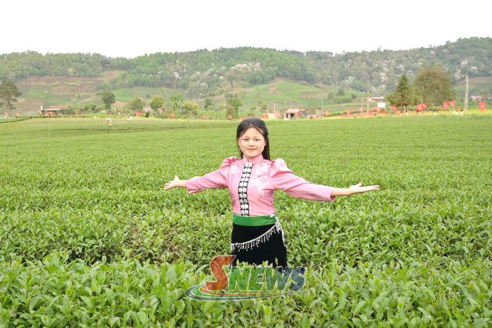 Du khách tham quan đồi chè Bình Thuận.