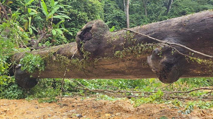 Trên tuyến, cây cối gãy đổ chắn ngang hoặc nằm lơ lửng phía ta luy dương, có cả cây cổ thụ đường kính “khủng” đã khô cũng ngã xuống nằm chắn ngang toàn tuyến.