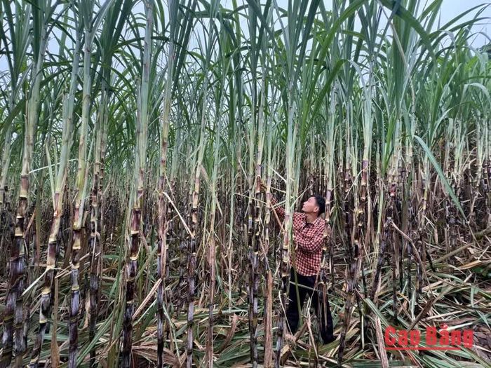 Anh Lý Văn Ba, xóm Biên Hòa, xã Phục Hòa chăm sóc mía.