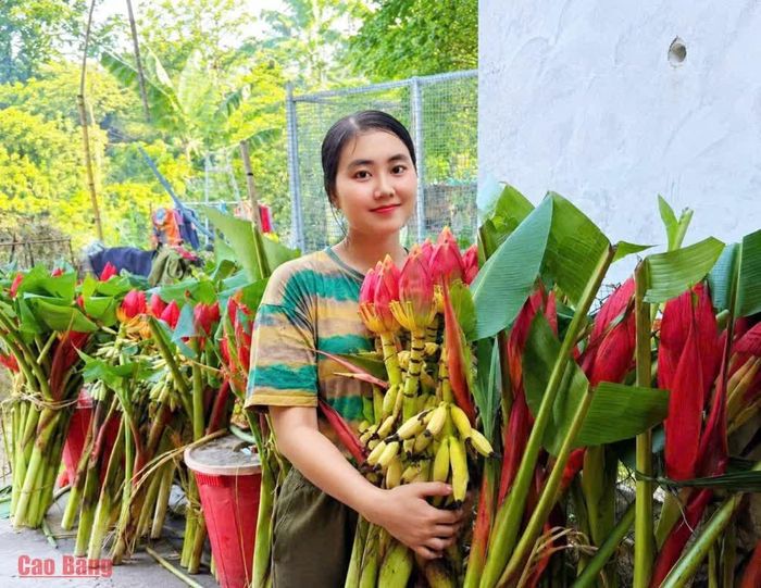 Sản phẩm hoa chuối đỏ cắt cành của chị Triệu Thị Đào được thị trường ưa chuộng.