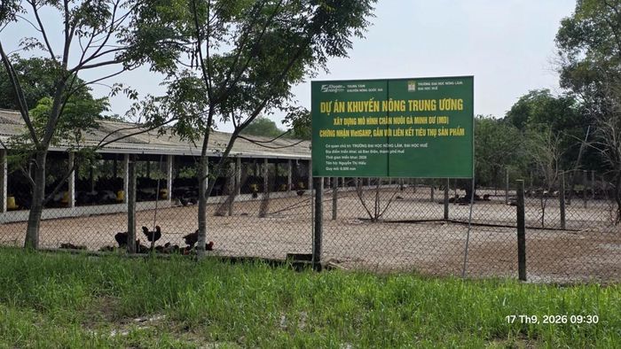 "Mô hình chăn nuôi gà Minh Dư chứng nhận VietGAHP gắn với liên kết tiêu thụ sản phẩm" đang được triển khai tại Huế